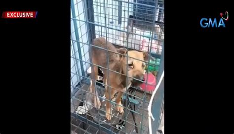lalake kinantot ang aso|Bata, kinagat ng 20 aso .
